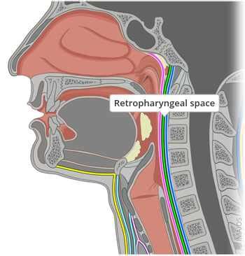 Retropharyngeal space - e-Anatomy - IMAIOS