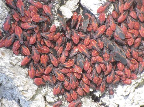 Minnesota Seasons - eastern boxelder bug