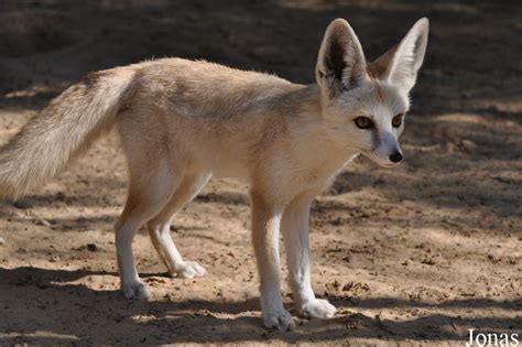 Rüppells Fox Vulpes Rueppellii Kır Kurdu Memeliler Köpek