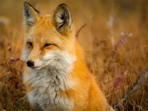 Adaptations Of A Red Fox - Behavioral, Structural & Physiological ...