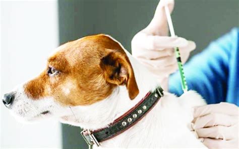 eliminating rabies  dogs daily excelsior