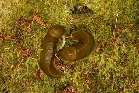 Limace Banane Du Pacifique Banana Slug Limace Banane Du P Flickr