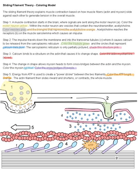 The Sliding Filament Theory Steps 5