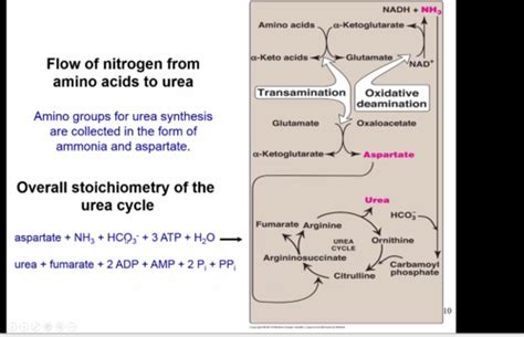 Lecture 47 Urea Cycle Flashcards Quizlet