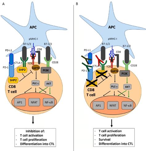 Rationale For The Use Of Immune Checkpoint Inhibitors In Cancer