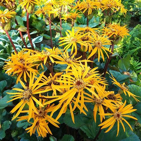Бузульник зубчатый (Ligularia dentata) купить в Москве по низкой цене ...