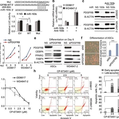 Mir B Functions As A Tumor Suppressor In Liposarcoma Cells A Cell