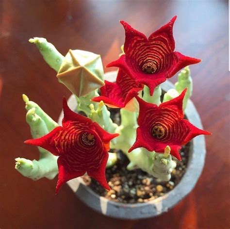 Стапелия | Succulent gardening, Types of succulents plants, Cactus garden