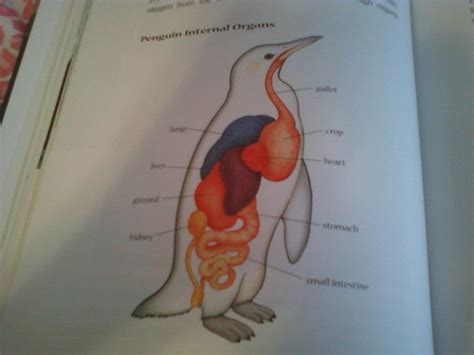 Penguin Anatomy - Penguins Photo (25784369) - Fanpop