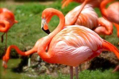 Animals With Feathers The World Of Avian Creatures Urdufox