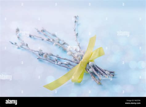 Pastel Easter Background With Bunch Of Pussy Willow Branches With Catkins Stock Photo Alamy