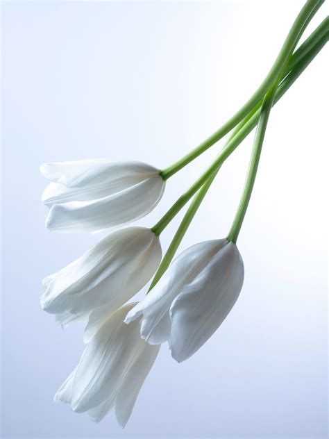 Secret Garden NUANCE – YUMIKO IZU Photography