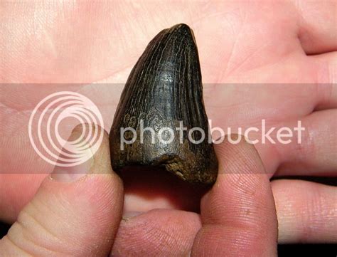 Giant Mosasaur Tooth Fossil Hunting Trips The Fossil Forum