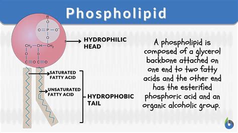 Phospholipid - Definition and Examples - Biology Online Dictionary 
