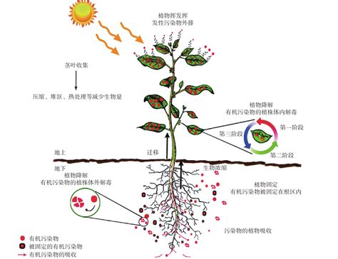 植物修复多环芳烃污染土壤的根际效应机制研究进展