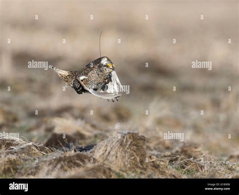 Sharp Tailed Grouse Fighting Hi Res Stock Photography And Images Alamy