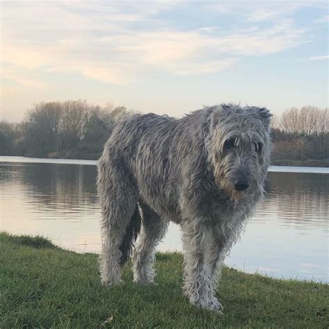 huge facts  massive irish wolfhound dogs petpress