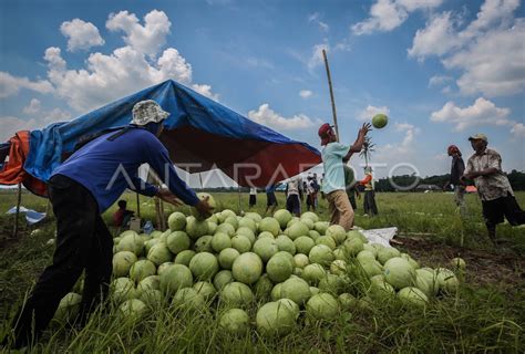 PANEN SEMANGKA DI PANDEGLANG ANTARA Foto