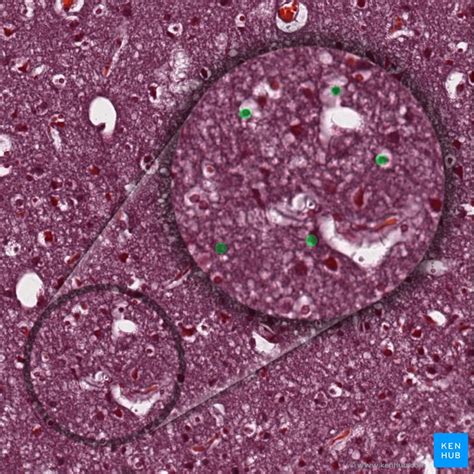 Neuron Histology