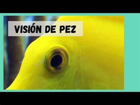 Vision De Pez Como Nos Ven Los Peces Youtube