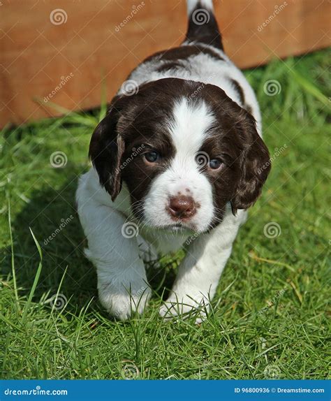 Springer Spaniel puppy stock photo. Image of cute, springer - 96800936