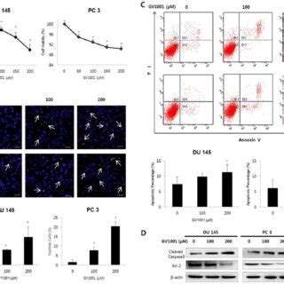 Gv Inhibits Cell Viability And Induces Apoptosis In Crpc Cells A