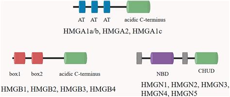 Frontiers High Mobility Group Proteins In Sepsis