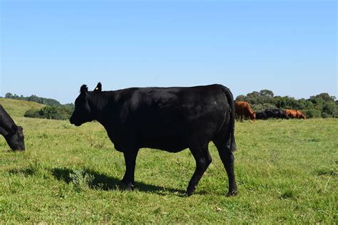 Aberdeen Angus Fazenda Basso E Pancotte Gen Tica De Resultado