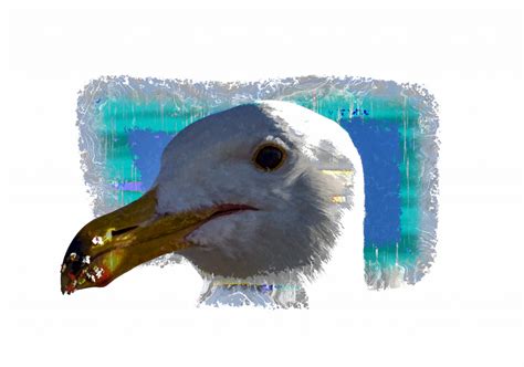 Seagull Face Free Stock Photo Public Domain Pictures
