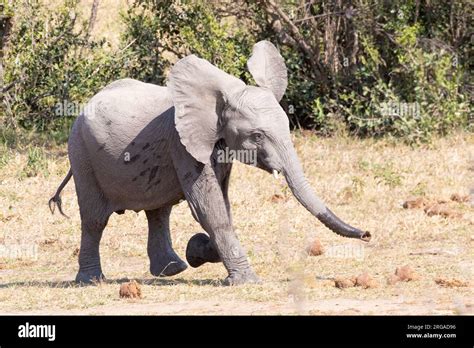 Cute Baby African Elephant Calf Loxodonta Africana Running Through