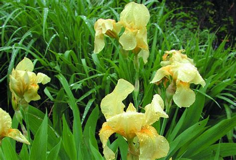 Trädgårdsiris Iris Germanica ‘sangreal Sveriges Trädgårdsmästare