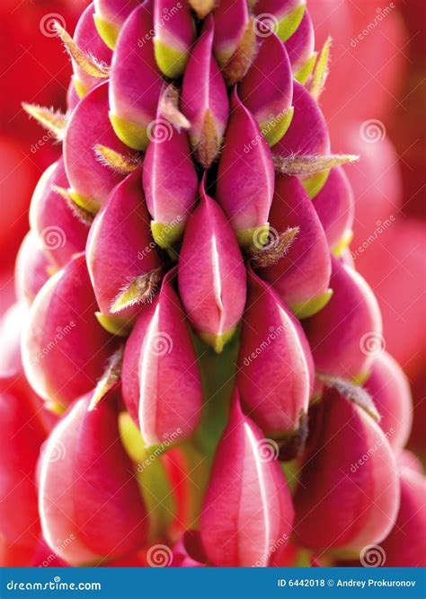Lupine. a Garden Flower. Purple Stock Photo - Image of botany