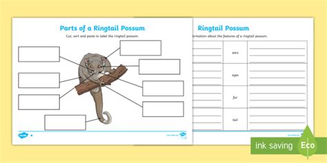 Parts Of A Ringtail Possum Differentiated Worksheet Worksheets