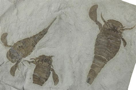 Three Eurypterus (Sea Scorpion) Fossils - New York (#236955) For Sale ...