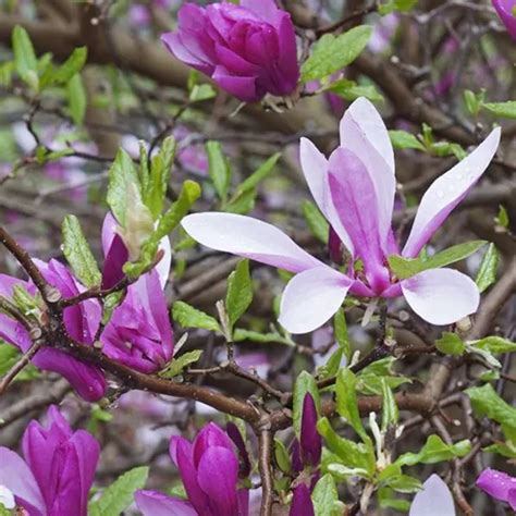 How To Grow And Care For Magnolia Trees Gardeners Path