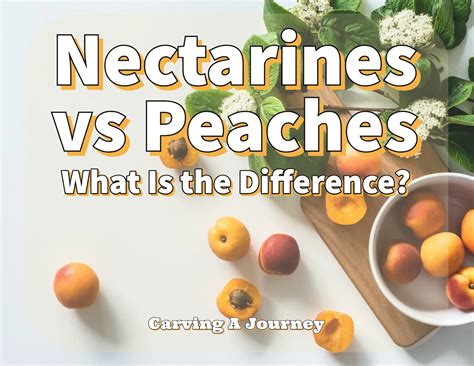 Nectarine Vs Peach What Is The Difference Carving A Journey