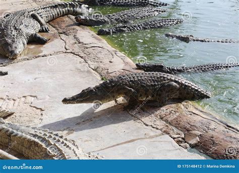 Crocodilos Se Abrigam Ao Sol Crocodilos Na Lagoa Foto De Stock