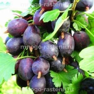 Саженцы крыжовника купить в Москве из питомника в Подмосковье