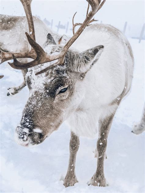 200 Reindeer Wallpapers