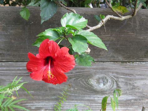 Hawaii Red Hibiscus - Hawaii Pictures