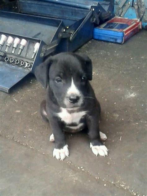 White And Black Pitbull Puppies