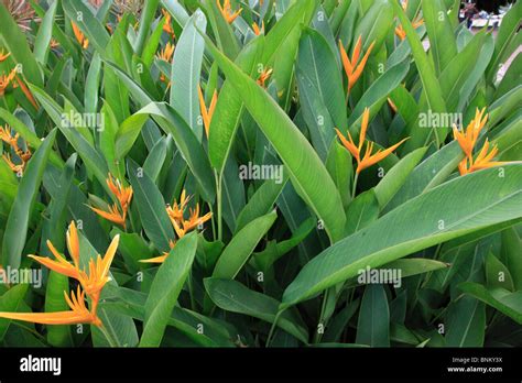 Malaysia Kuala Lumpur Garden Tropical Vegetation Flowers Stock
