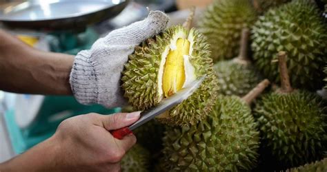 Rekomendasi 5 Tempat Makan Durian Enak Di Jakarta Dijamin Puas