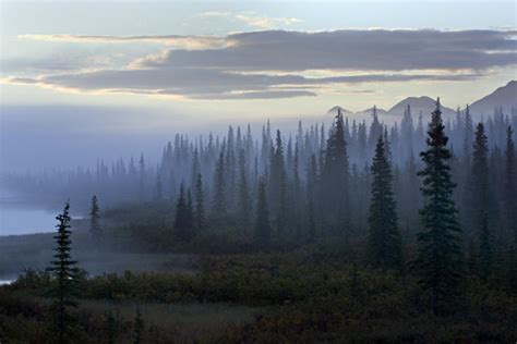 Deja De Matar El Bosque Boreal De Canad