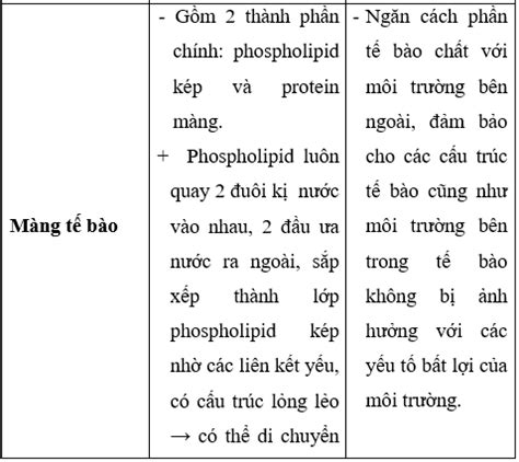 L P B Ng H Th Ng C U Tr C V Ch C N Ng C A C C B O Quan Trong T B O