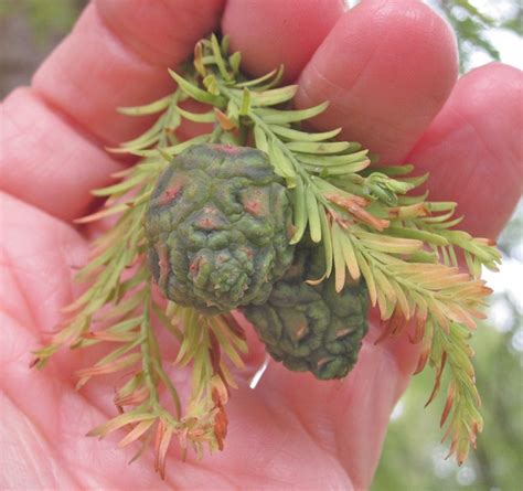 Two Deciduous Conifers - Tree Guide UK