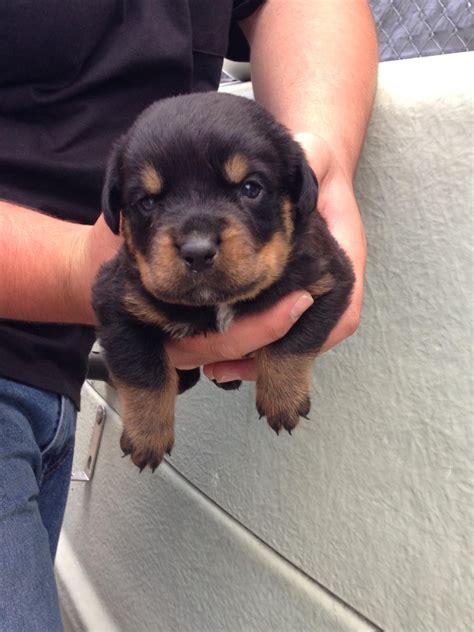 2 Week Old Rottweiler Puppy Online