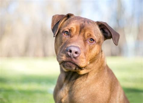 Pitbull Lab Mix Complete Owner Guide Animal Corner