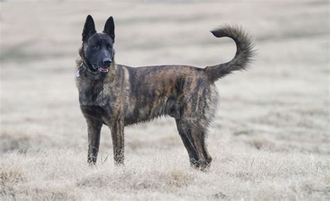 This Rare Breed Is Closely Related To The German And Belgian Shepherd