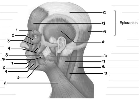 Lateral View Of Muscles Of The Scalp Face And Neck Flashcards Quizlet